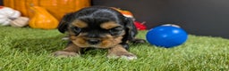 Cavalier King Charles Spaniel dogs for sale: Cavalier King Charles Spaniel Puppy 3 - Ad 2