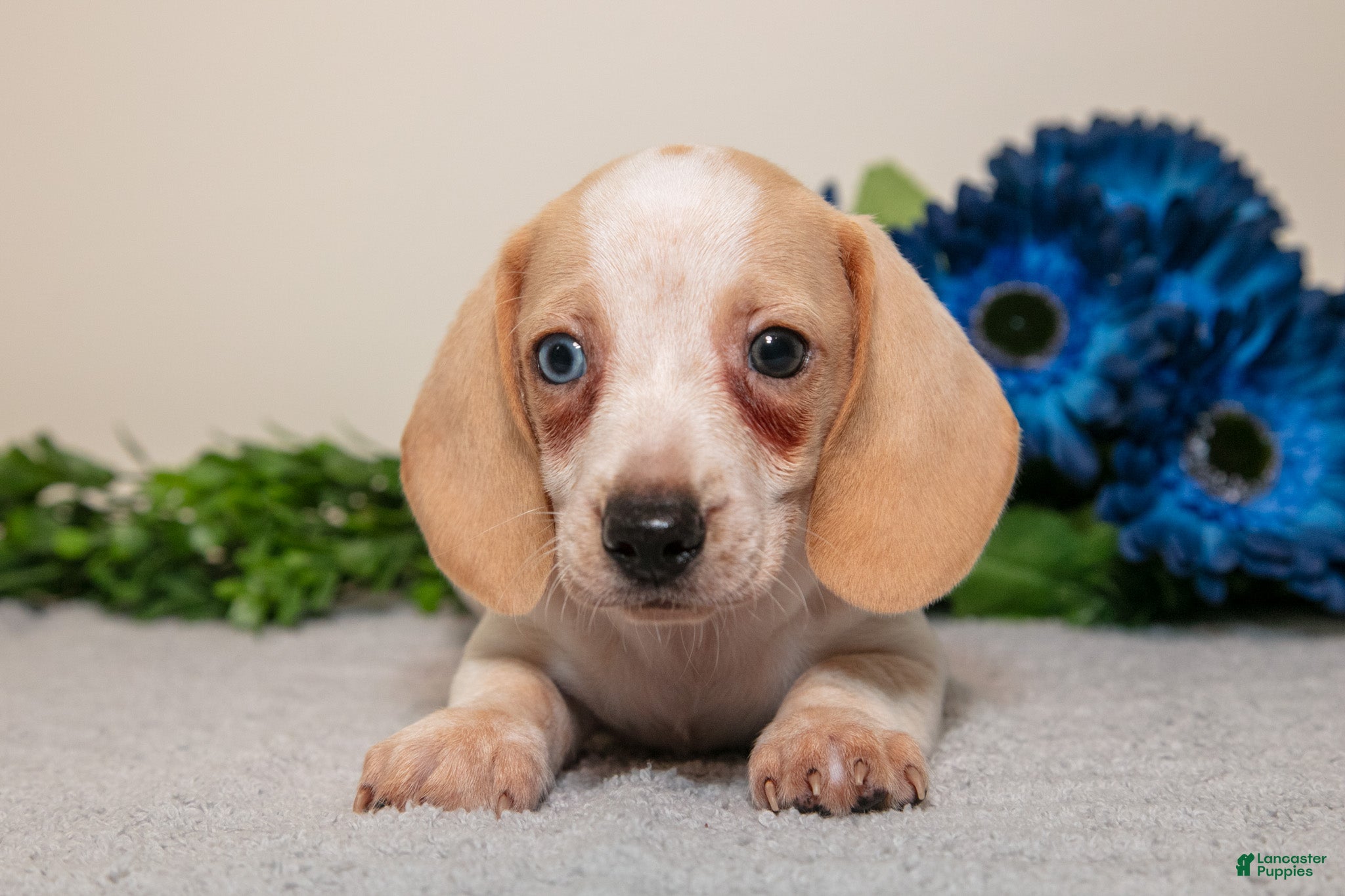 Miniature Dachshund dogs Silas - Ad 2