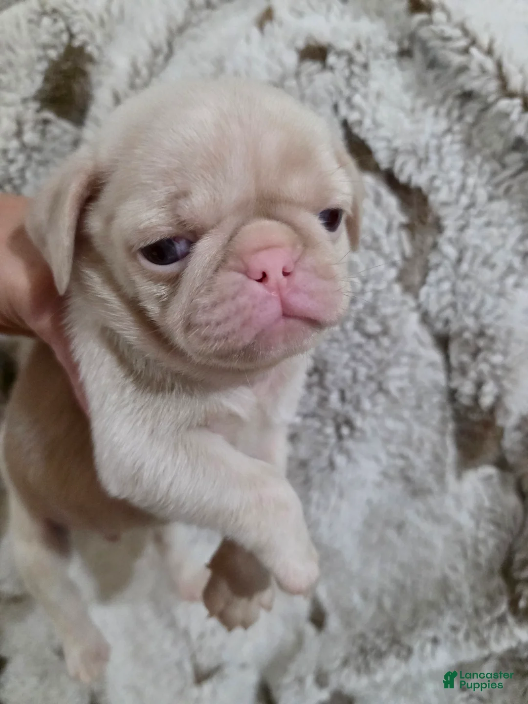 Pug dogs for sale: Pug Puppy 2 - Ad 1