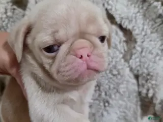 Pug dogs Pug Puppy 2 - Ad 3