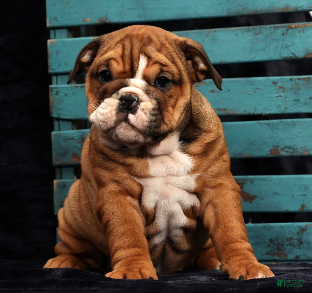 English Bulldog dogs for sale: Kendra - Ad 1