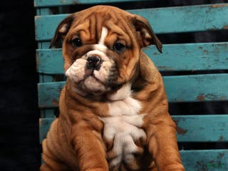 English Bulldog dogs Kendra - Ad 35
