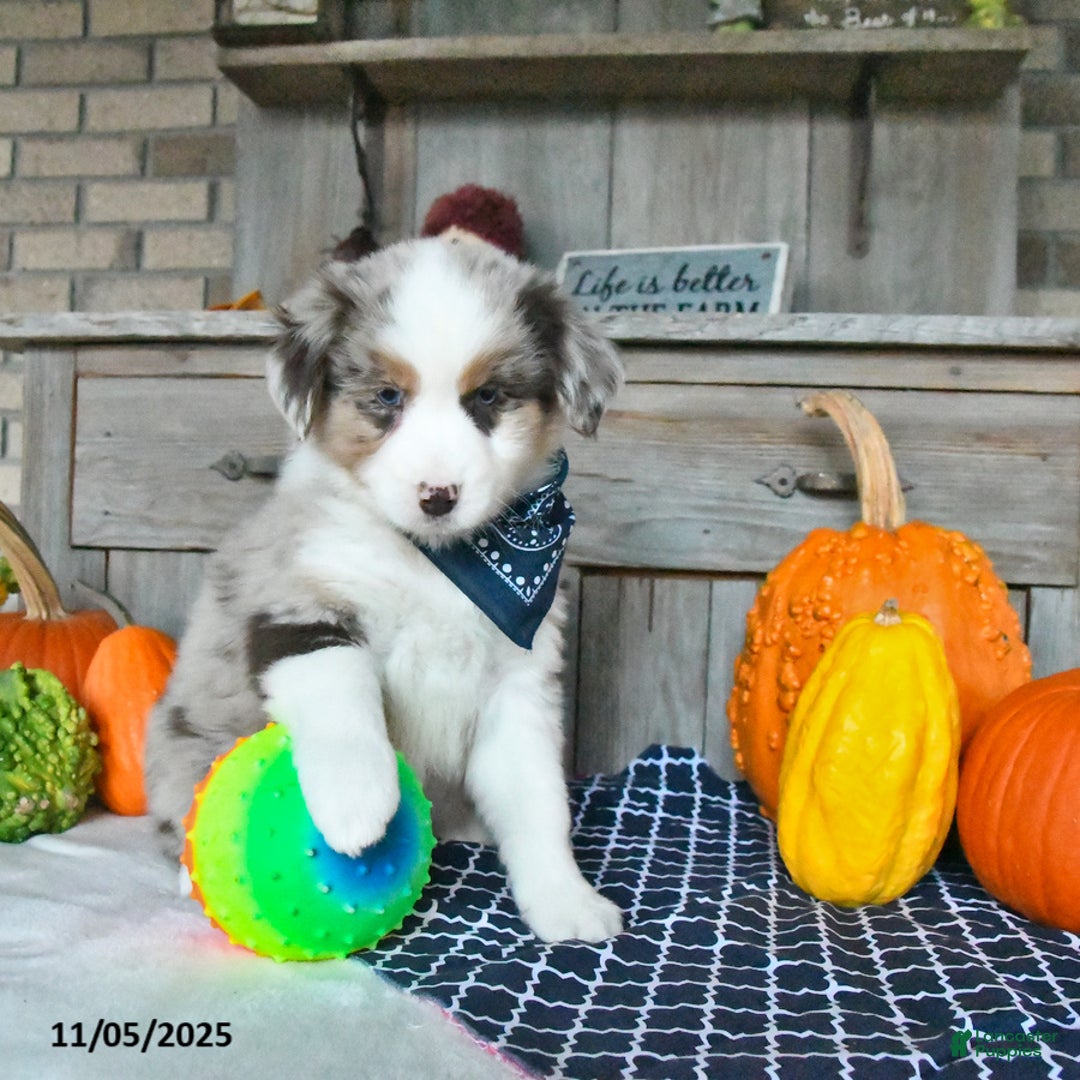 Australian Shepherd dogs for sale: Dusty - Ad 8