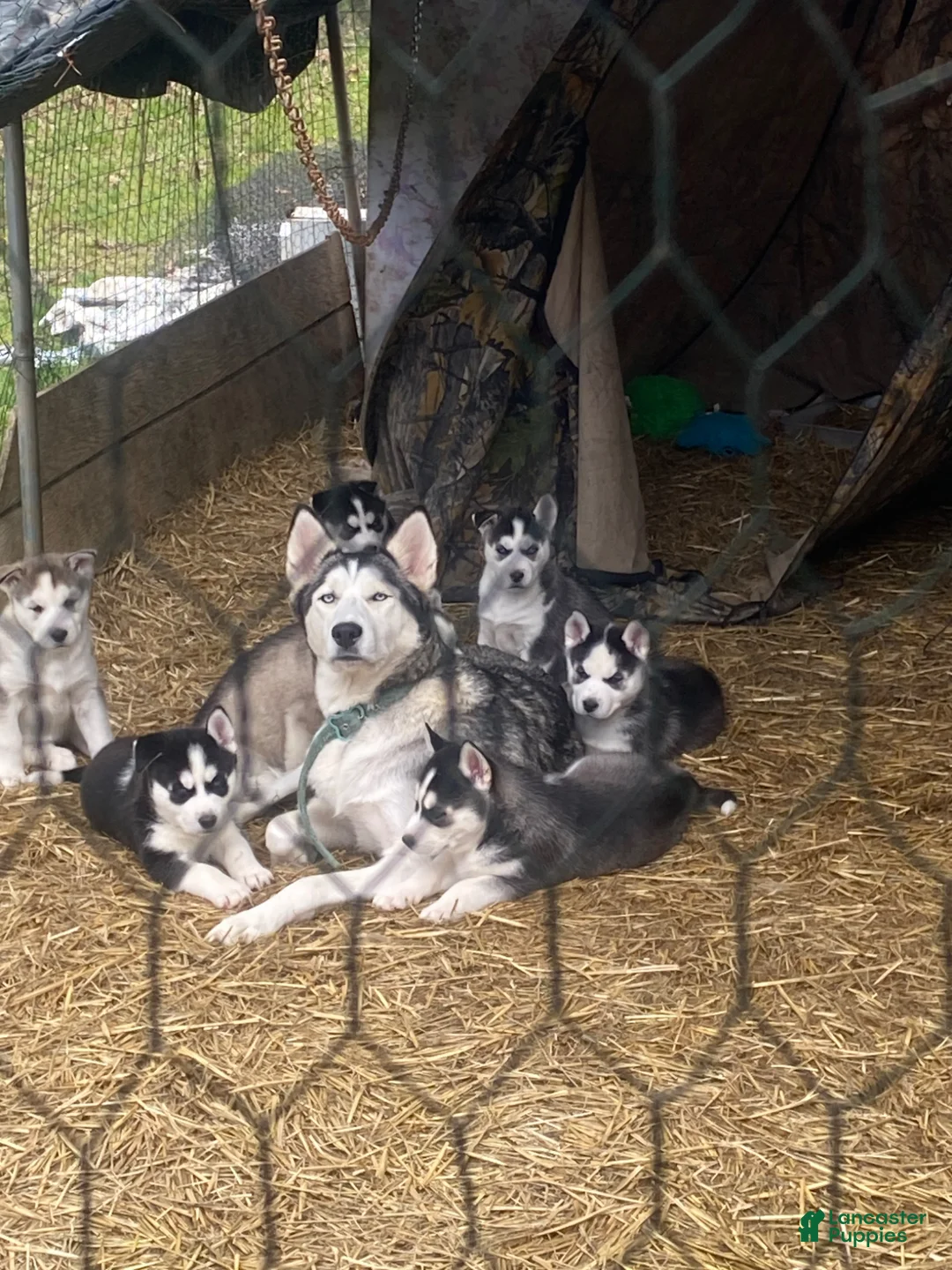 Siberian Husky dogs for sale: Freya - Ad 7