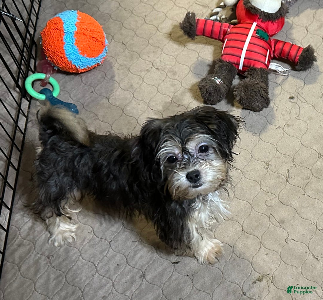 Shihpoo dogs for sale: Shihpoo Puppy 5 - Ad 5