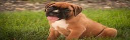 Boxer dogs for sale: Cassie - Ad 4