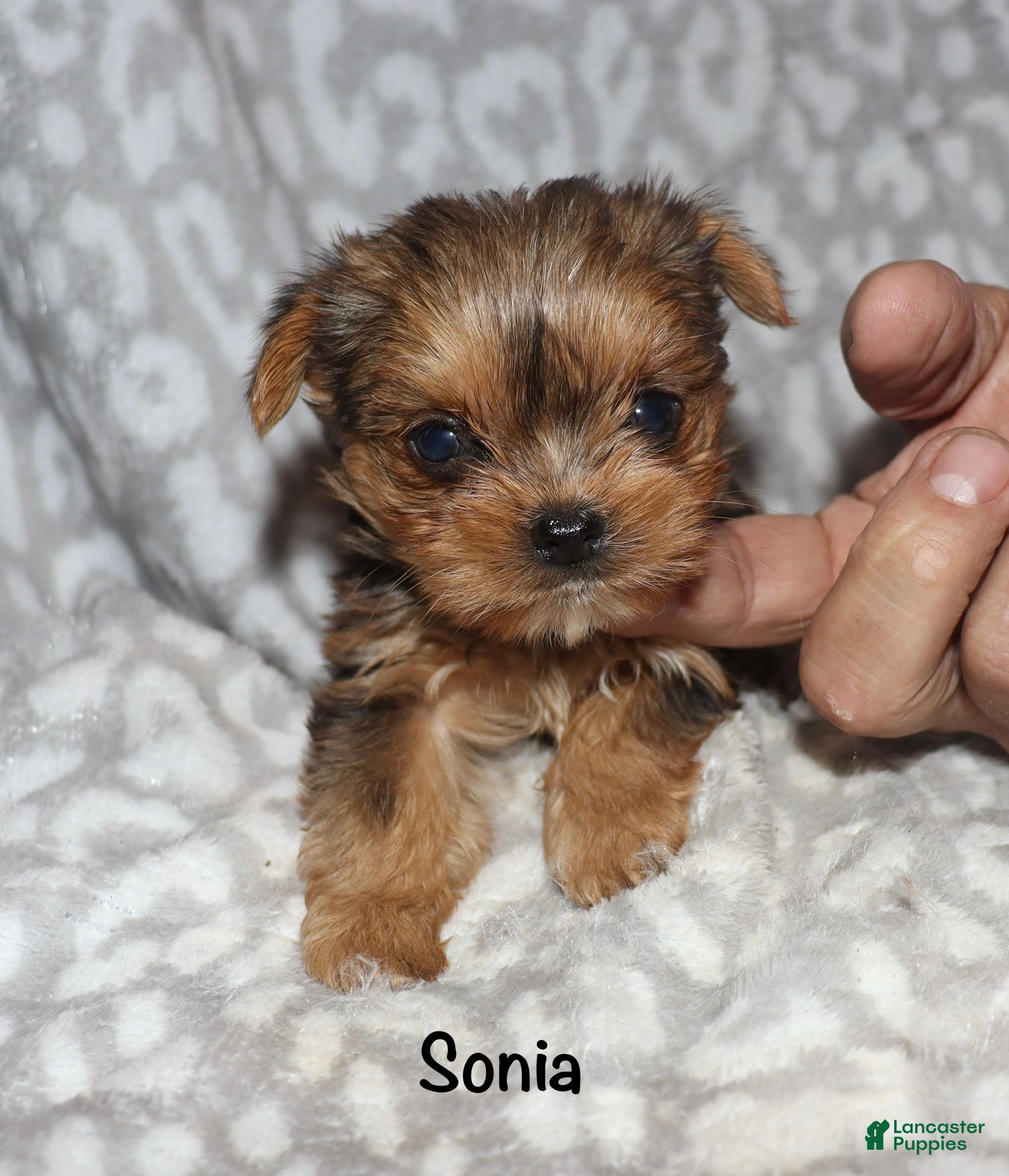Yorkshire Terrier dogs for sale: Sonia - Ad 4