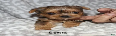 Sonia