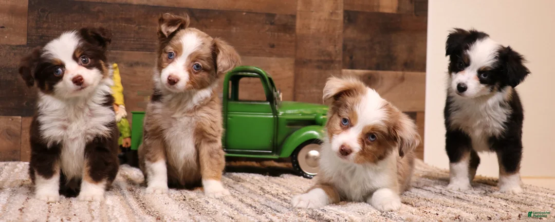 Toy Australian Shepherd dogs for sale: Canyon red merle m - Ad 6