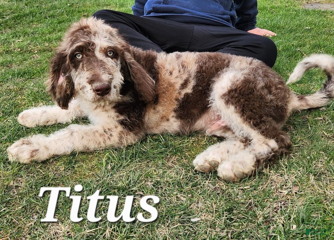 Labradoodle dogs Titus - Ad 32