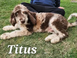 Labradoodle dogs Titus - Ad 32