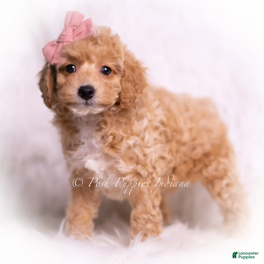 Toy Poodle dogs for sale: Dior - Ad 4