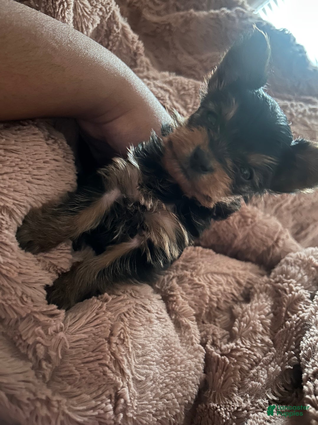 Yorkshire Terrier dogs for sale: Ten - Ad 4