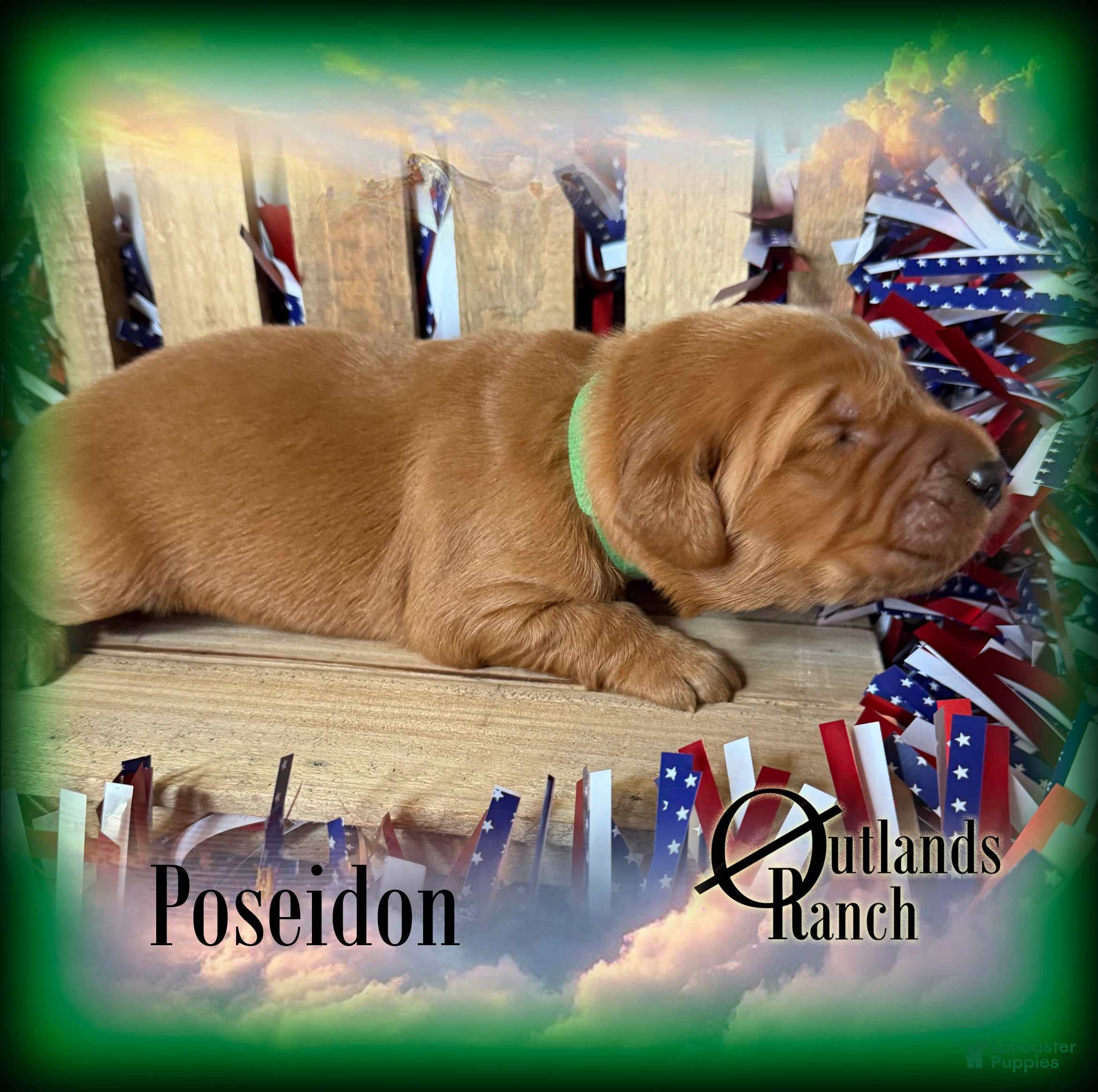 Golden Retriever dogs Poseidon~Green Collar - Ad 2