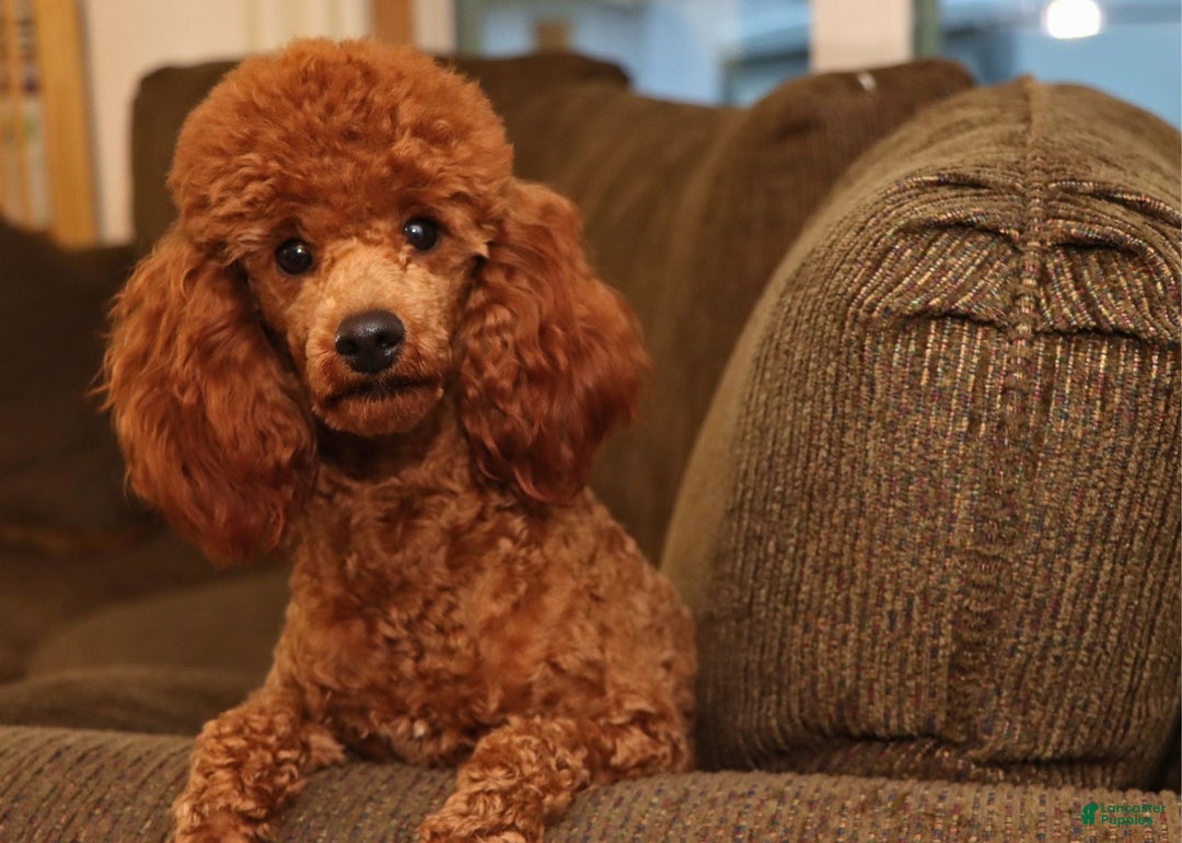 Miniature Poodle dogs for sale: Marshall - Ad 10