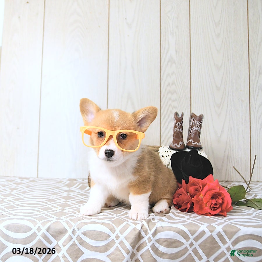 Welsh Corgi Pembroke dogs Kelsey - Ad 1