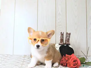 Welsh Corgi Pembroke dogs for sale: Kelsey - Ad 1