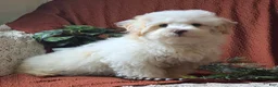 Mixed Breed dogs for sale: Cloud - Ad 3