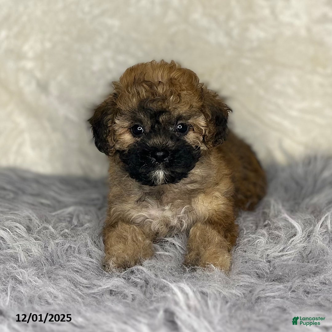 Shihpoo dogs for sale: Emma - Ad 1