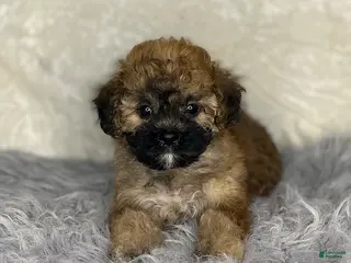 Shihpoo dogs Emma - Ad 24