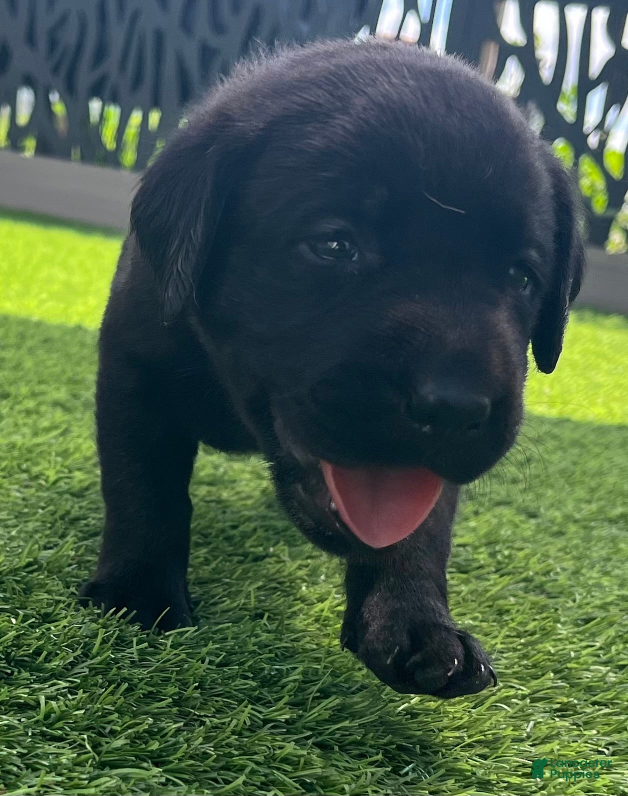 Labrador Retriever dogs Pumpernickel Blk Female w/white chest patch - Ad 2
