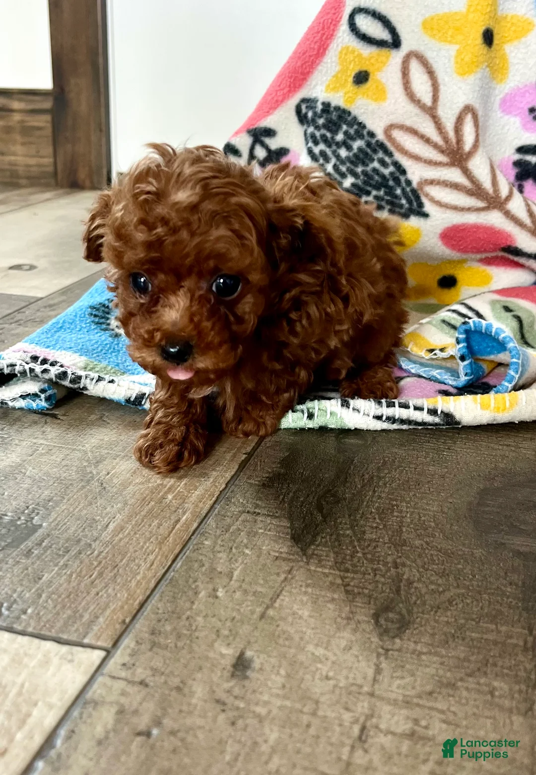 Toy Poodle dogs for sale: Baby giggles ❤️ 4 pound mom and dad ❤️ crate/potty trained ❤️ 717-344-8460  - Ad 2