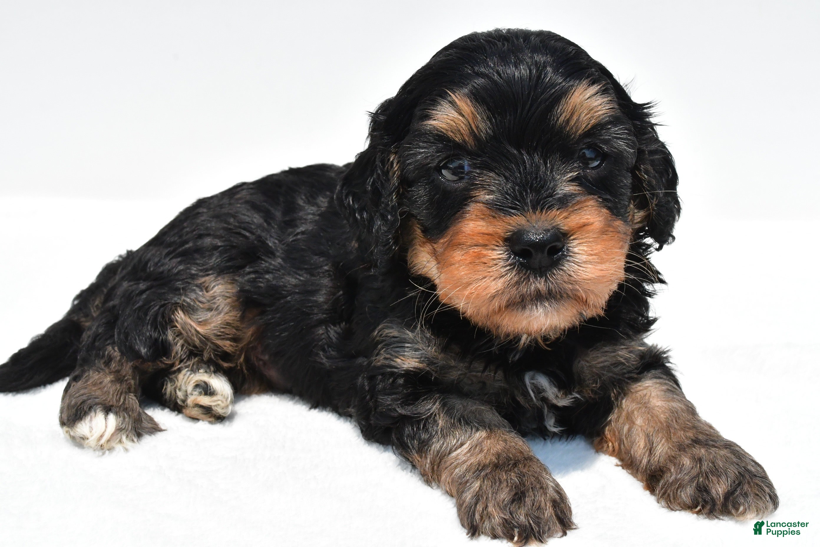 Cavapoo dogs Baxter - Ad 2