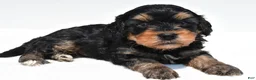 Cavapoo dogs for sale: Baxter - Ad 5