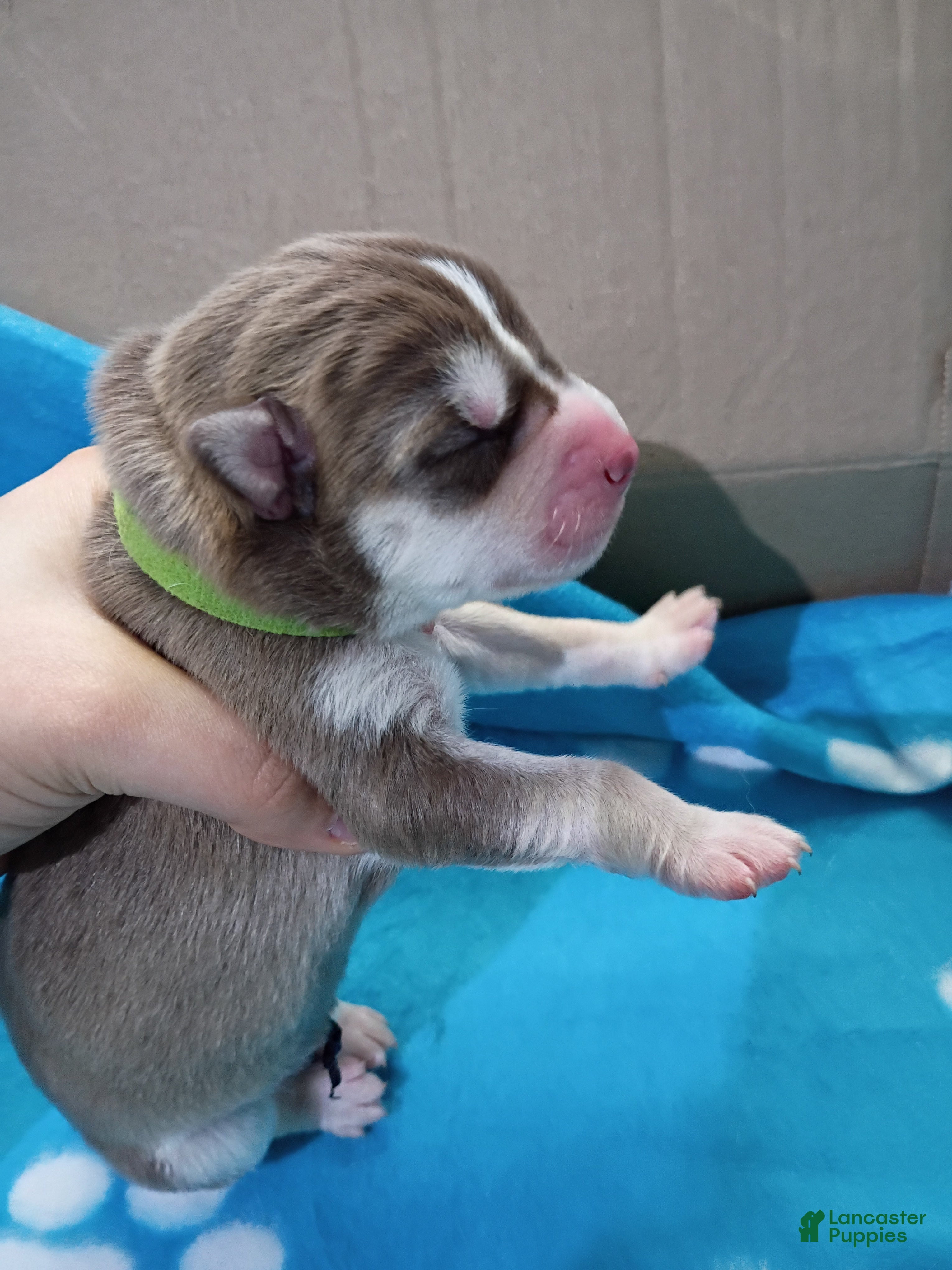 Siberian Husky dogs Light Green Collar 2nd Born - Temp Name Greene - Ad 5