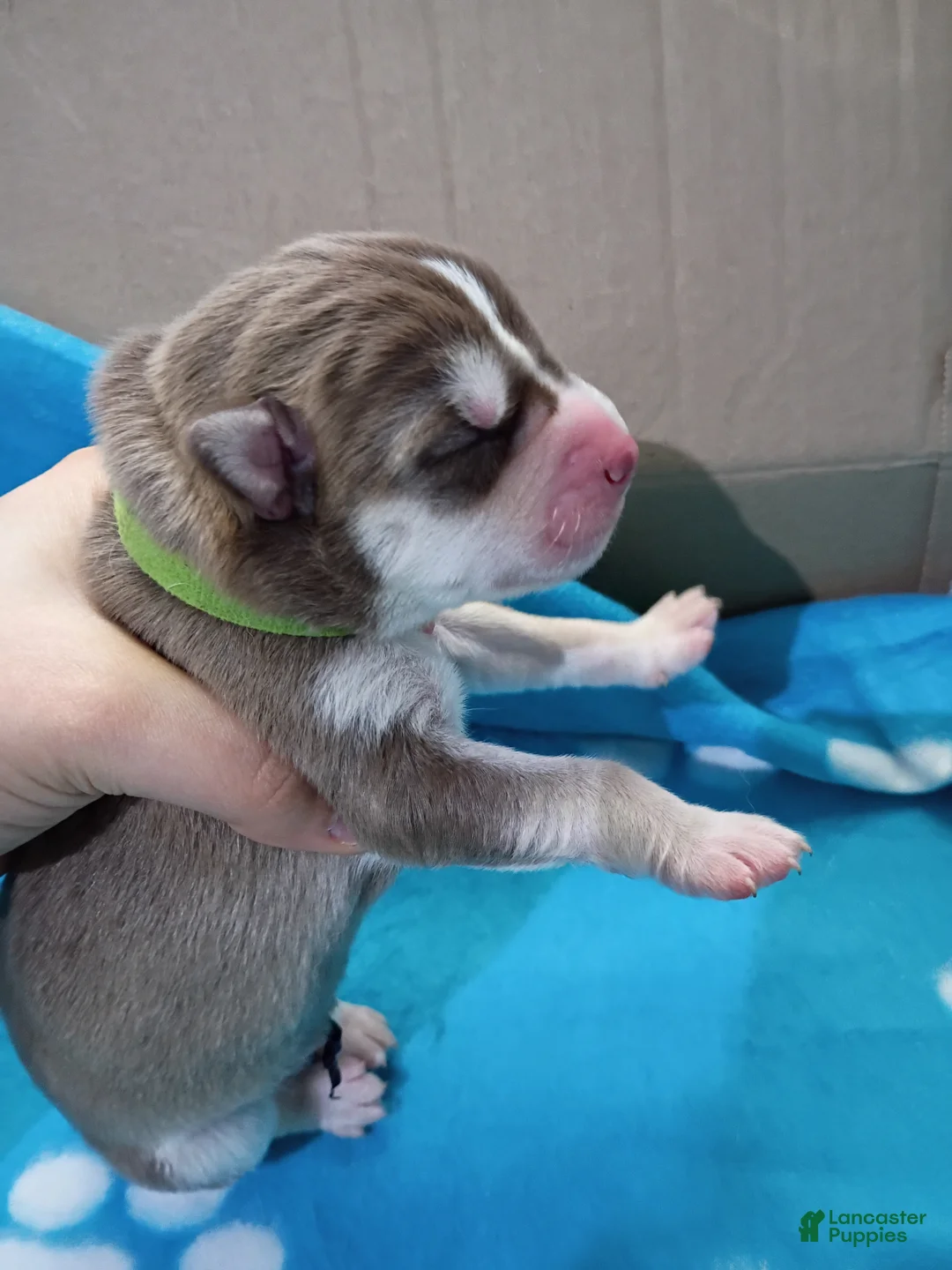 Siberian Husky dogs for sale: Light Green Collar 2nd Born - Temp Name Greene - Ad 1
