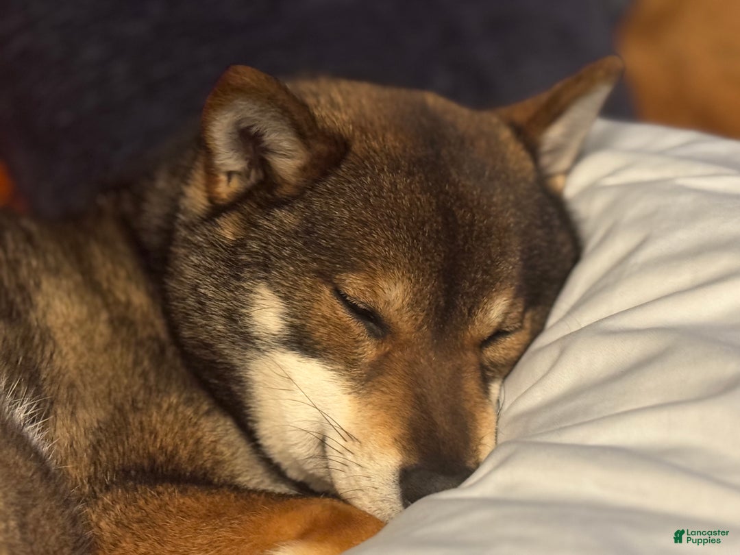 Shiba Inu dogs for sale: Shiba Inu Puppy 2 - Ad 5