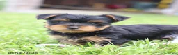 Yorkshire Terrier dogs for sale: Olive - Ad 2