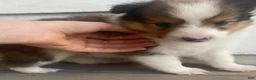 Shetland Sheepdog dogs for sale: Clyde  - Ad 11