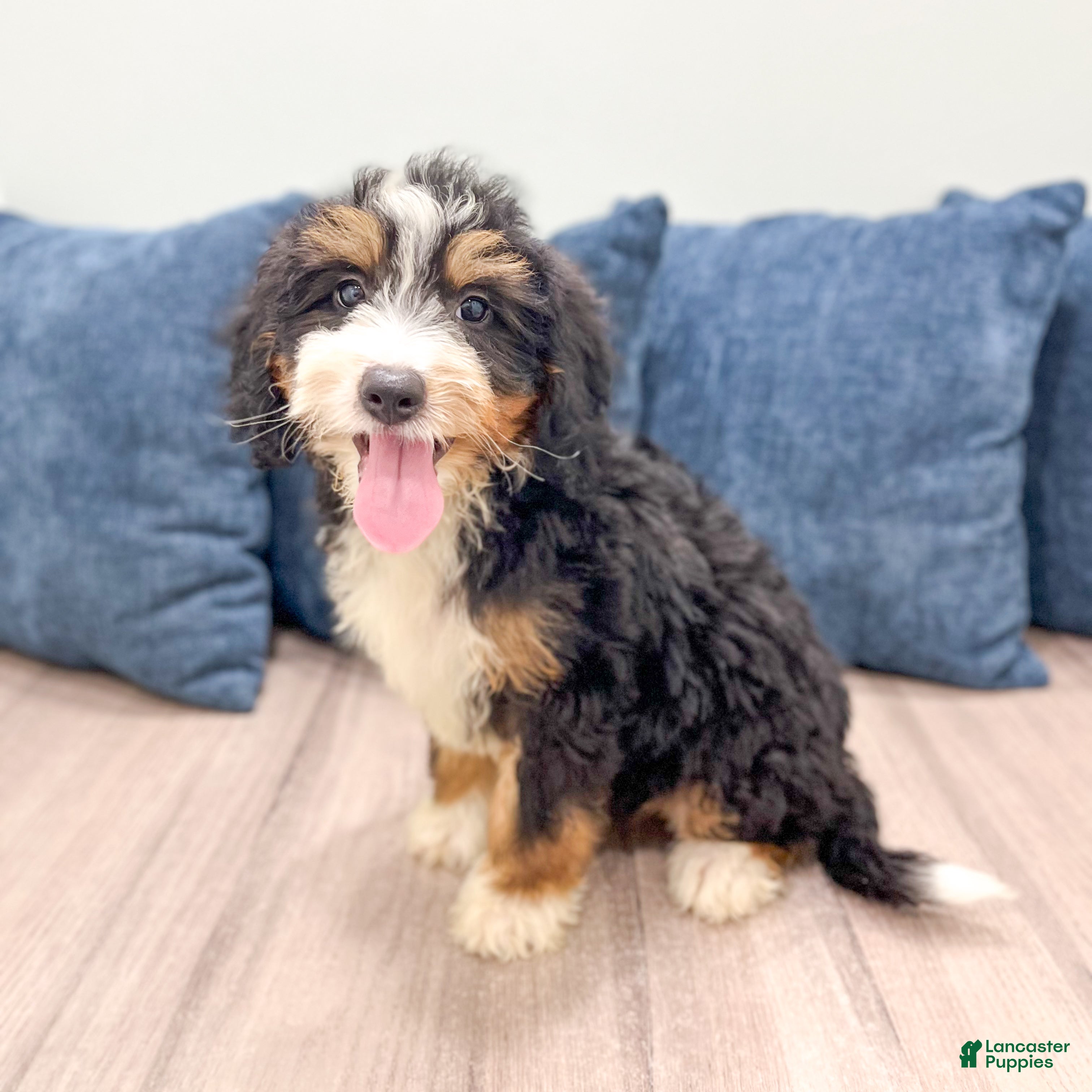 Mini Bernedoodle dogs Stella - New Video - Ad 1