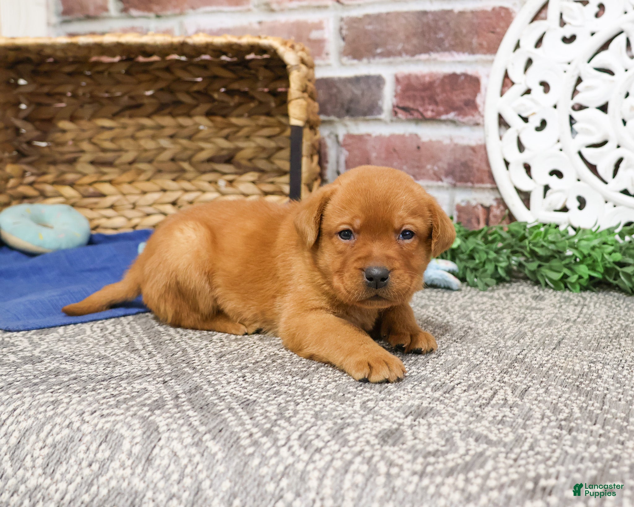 Labrador Retriever dogs Rusty  - Ad 6