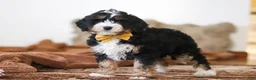 Mini Bernedoodle dogs for sale: Bruce - Ad 5