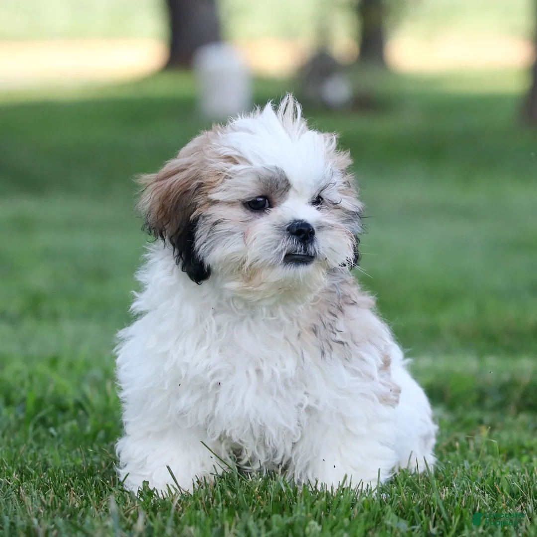 Teddy Bear dogs for sale: Tank Teddy Bear Puppy  - Ad 2