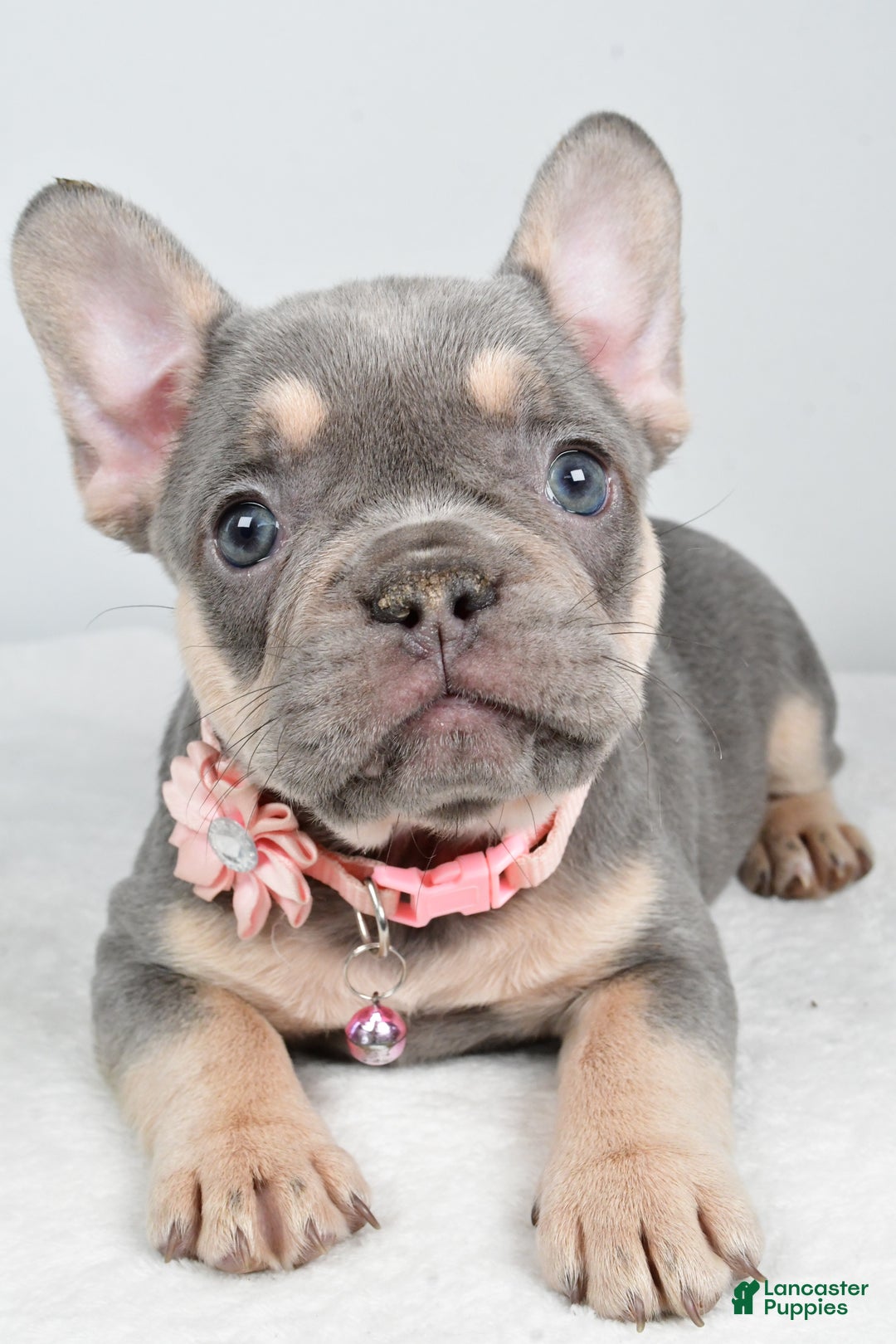 French Bulldog dogs for sale: Kelly - Ad 6