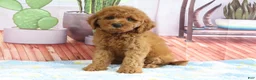 Mini Goldendoodle dogs for sale: Kali - Ad 3