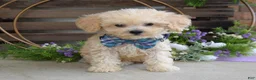 Maltipoo dogs for sale: Elliot - Ad 10