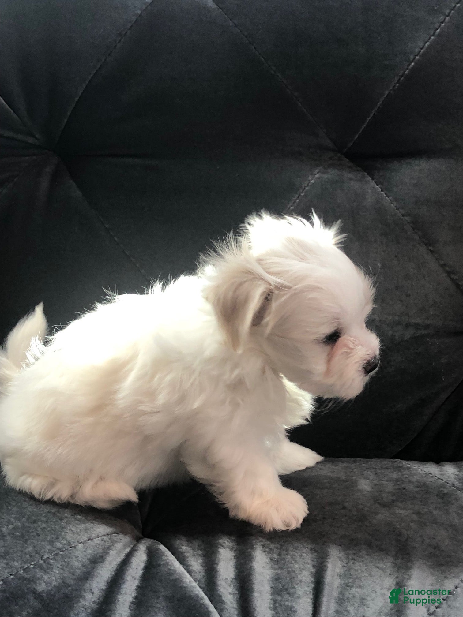 Maltese dogs Robby - Ad 35