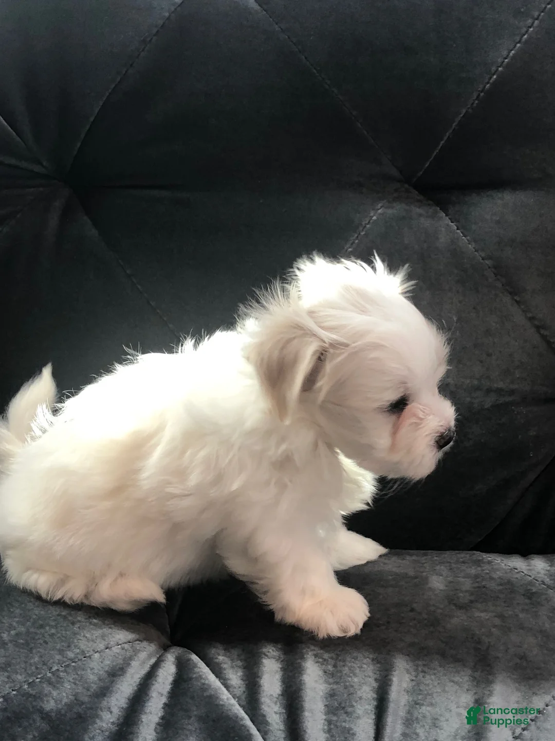 Maltese dogs for sale: Robby - Ad 1