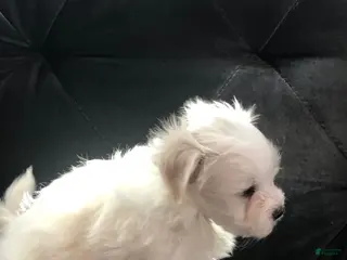 Maltese dogs Robby - Ad 35