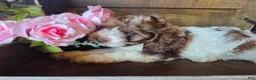Cockapoo dogs for sale: Chic - Ad 1