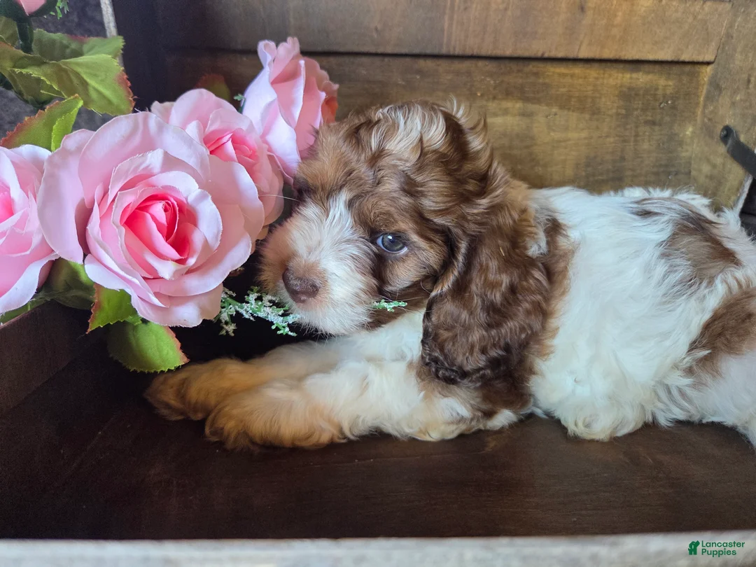 Cockapoo dogs for sale: Chic - Ad 1