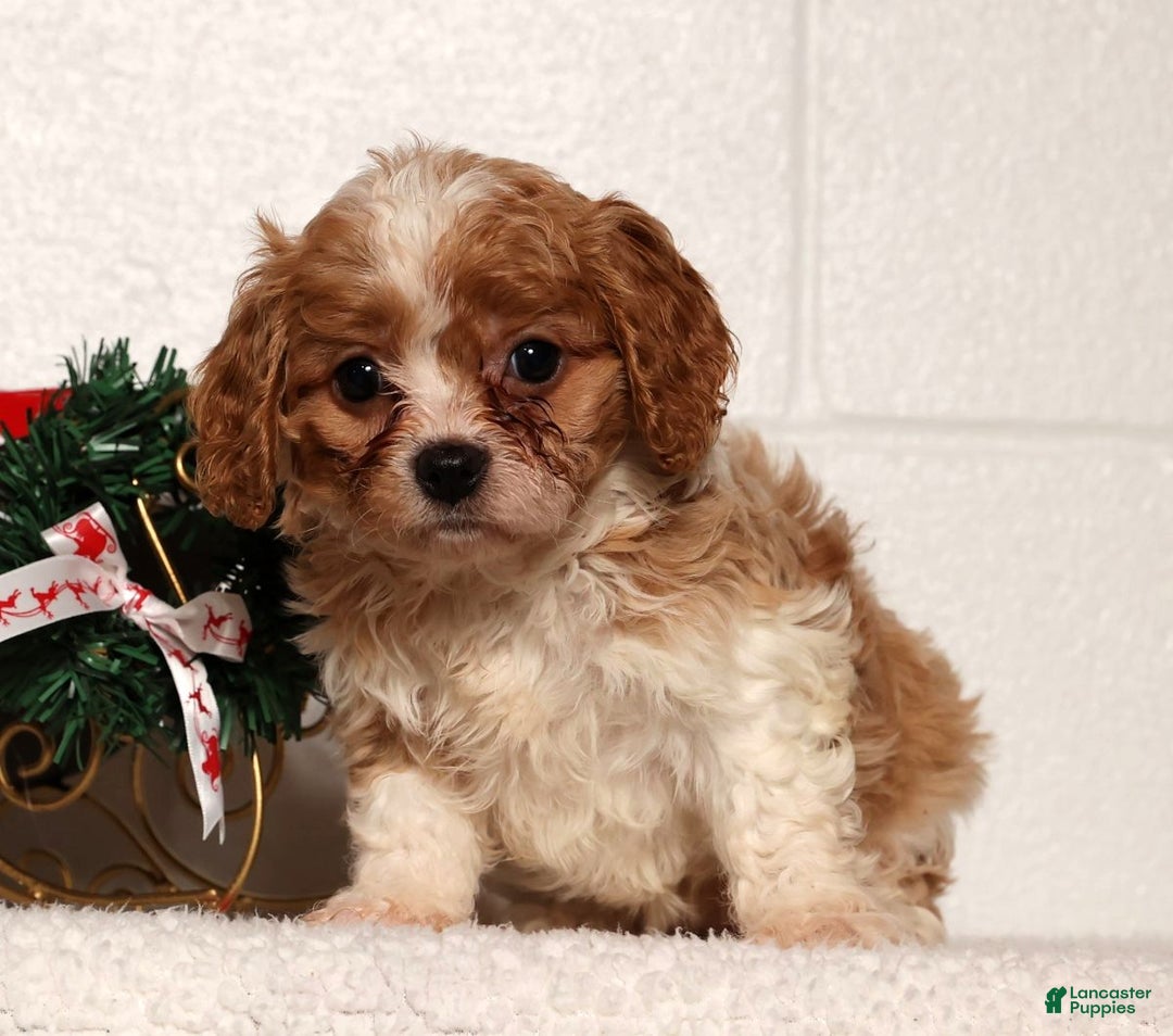Cavapoo dogs for sale: Charlotte - Ad 4