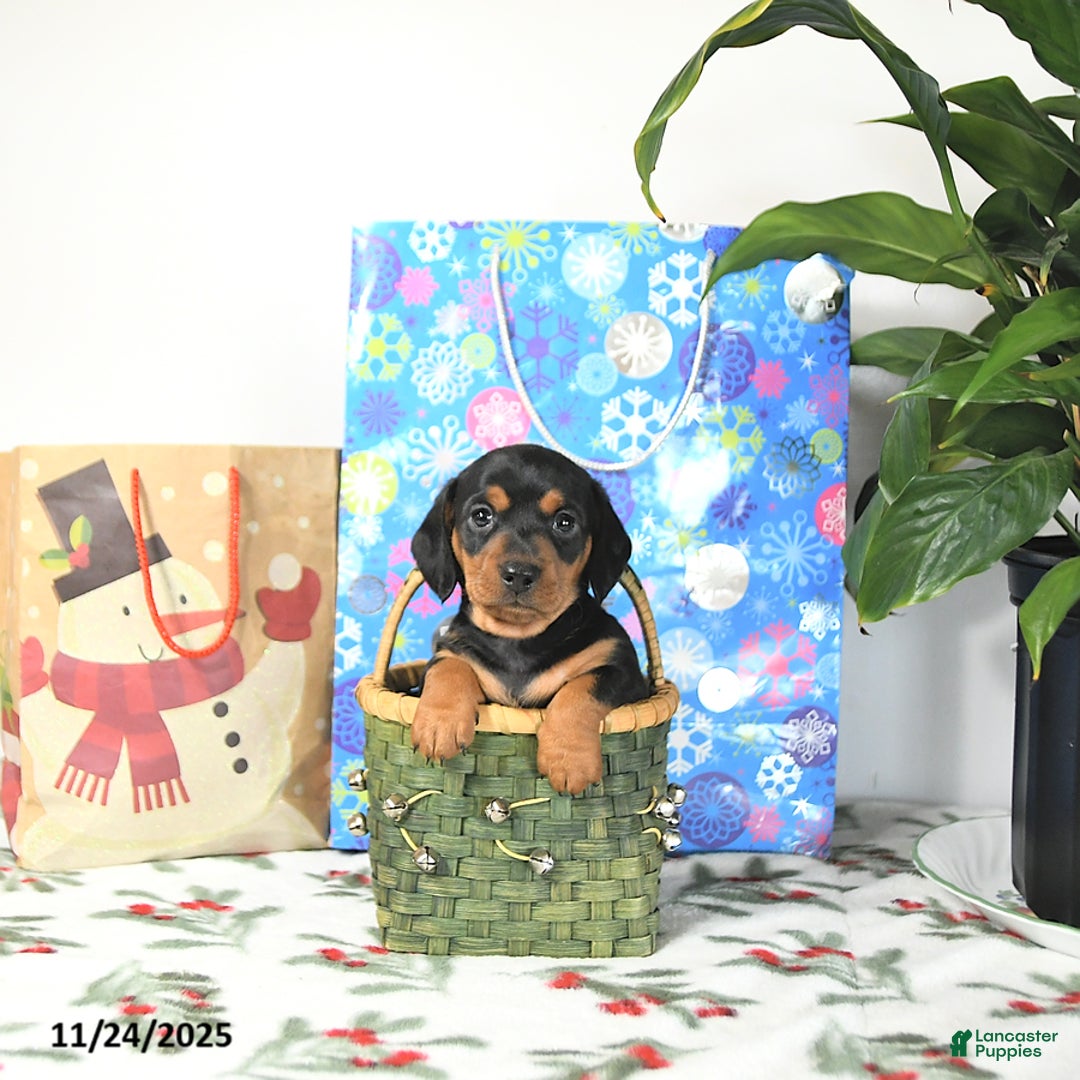 Miniature Dachshund dogs for sale: Lucky - Ad 2