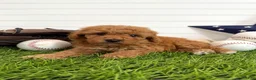 Cavapoo dogs for sale: Homer - Ad 4