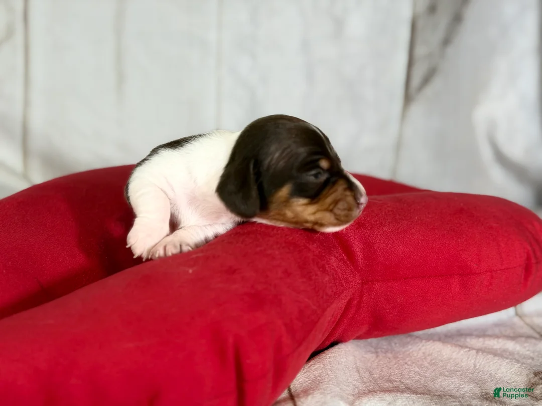 Miniature Dachshund dogs for sale: AKC SH Fiona DNA OFA - Ad 3
