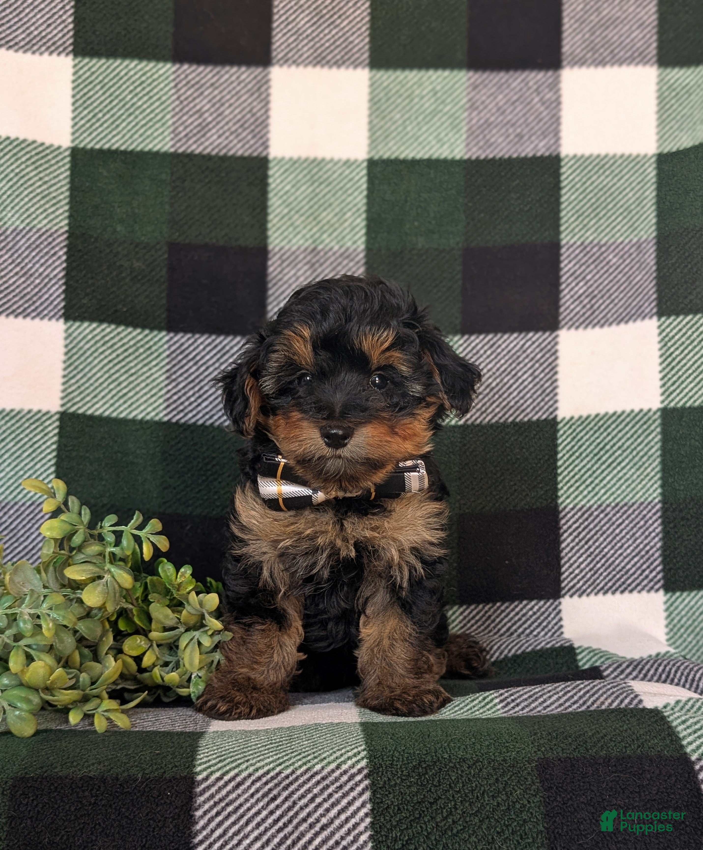 Yorkiepoo dogs Connor 6 lbs Full Growm - Ad 2